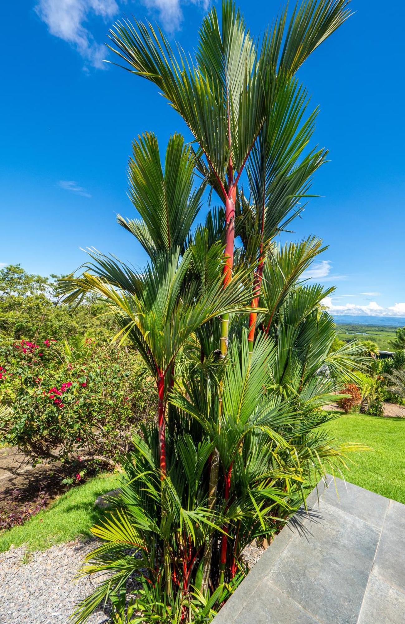 Finca Colibri Boca Chica Eksteriør bilde